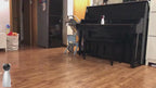 Automatic cat toy cat toy cat supplies
